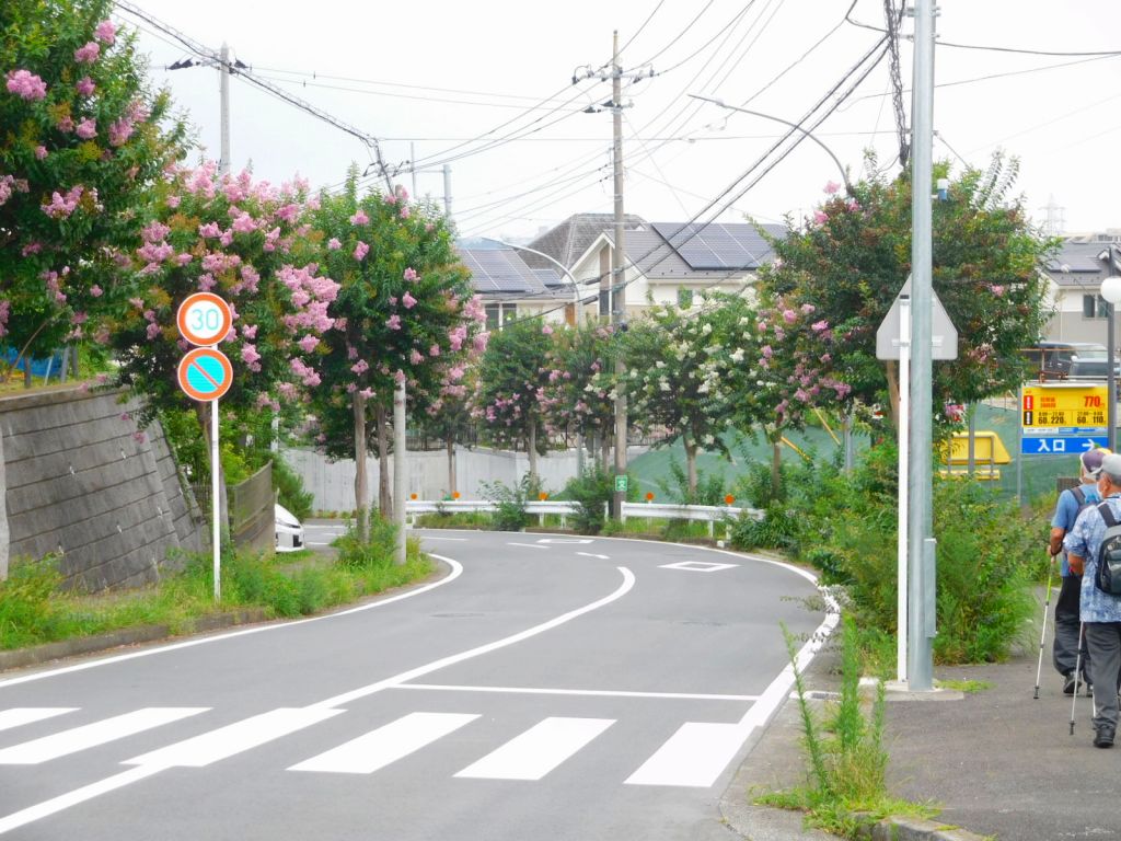 ここからの百日紅は満開状態てす