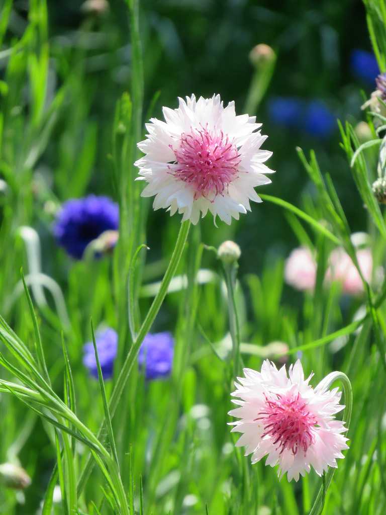 この花は矢車菊です