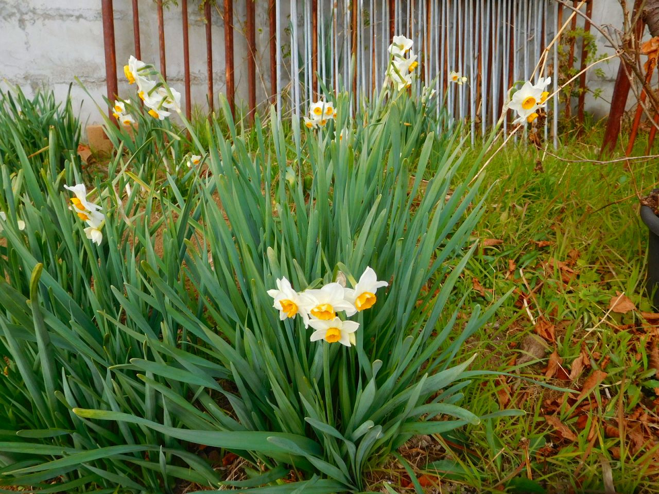 水仙も花を咲かせ春を告げています