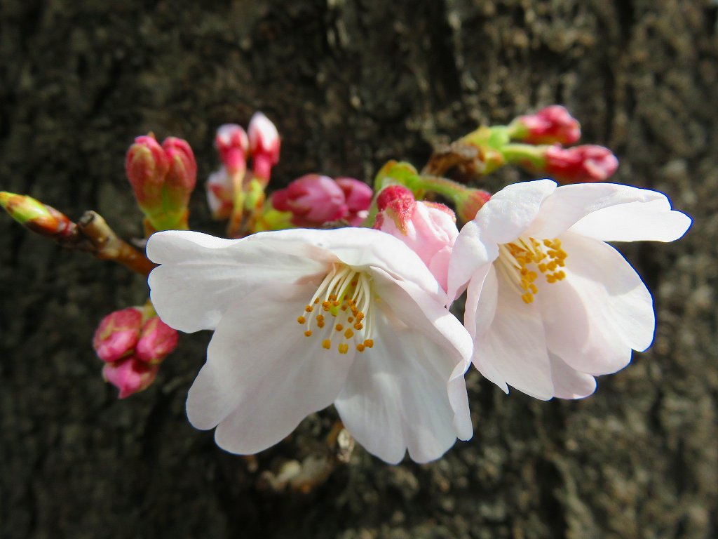 桜二輪