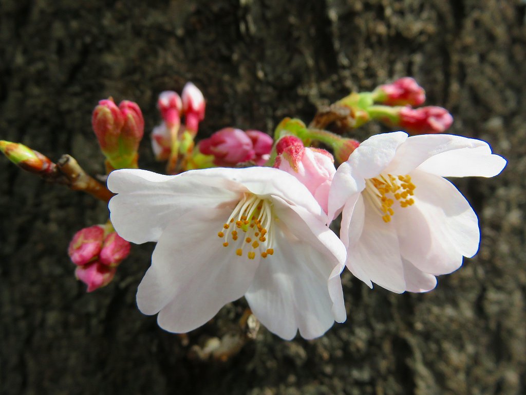 桜二輪