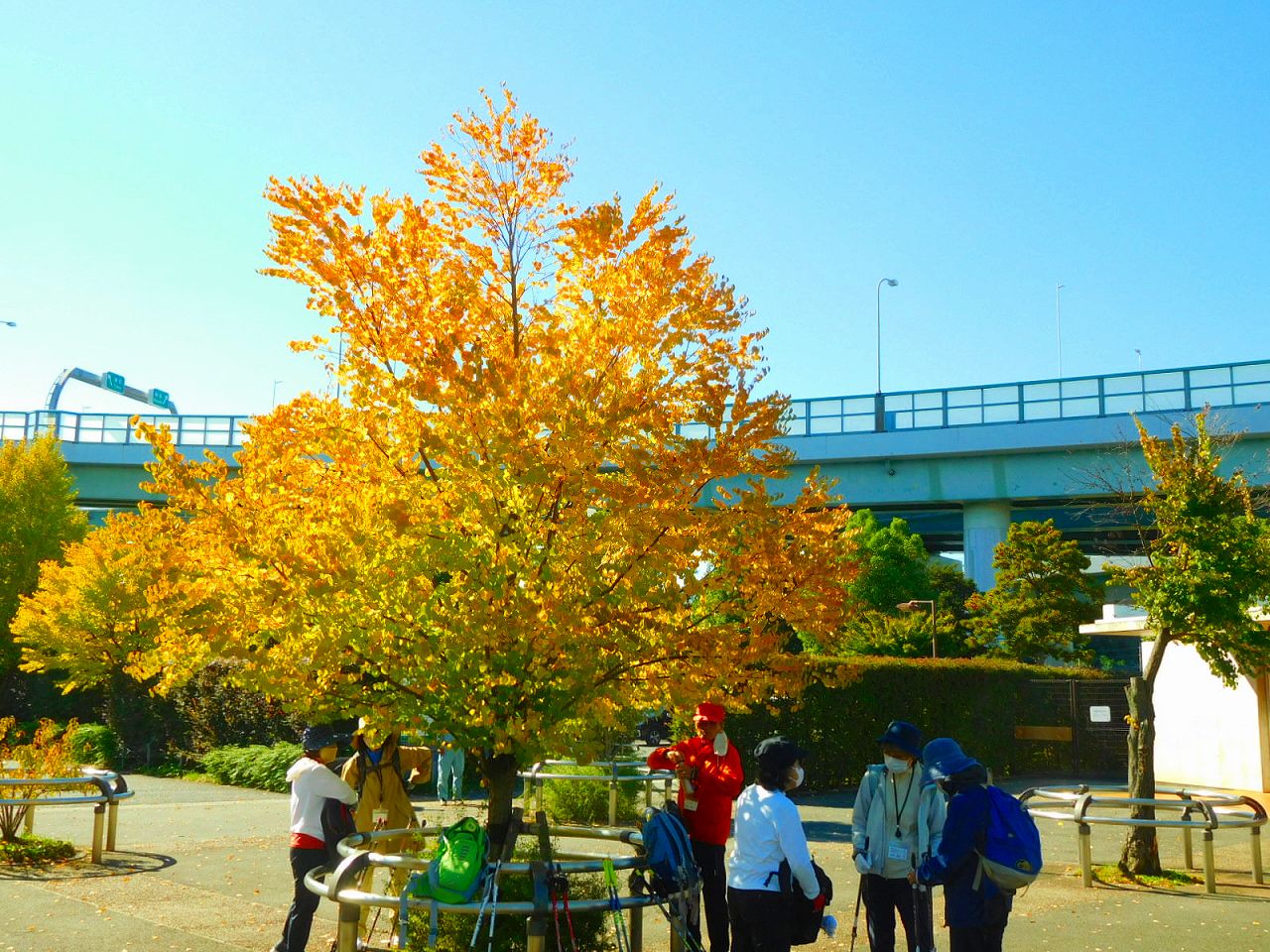 谷本公園　黄葉が見ごろ　