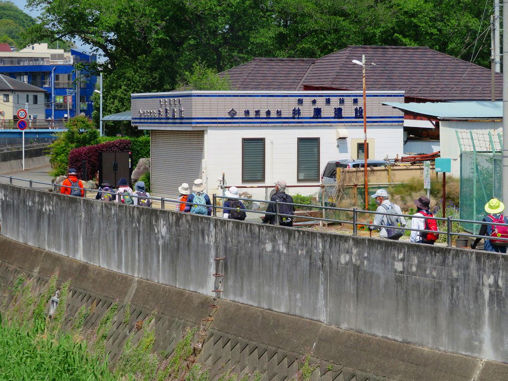 矢上川沿道ウォーク