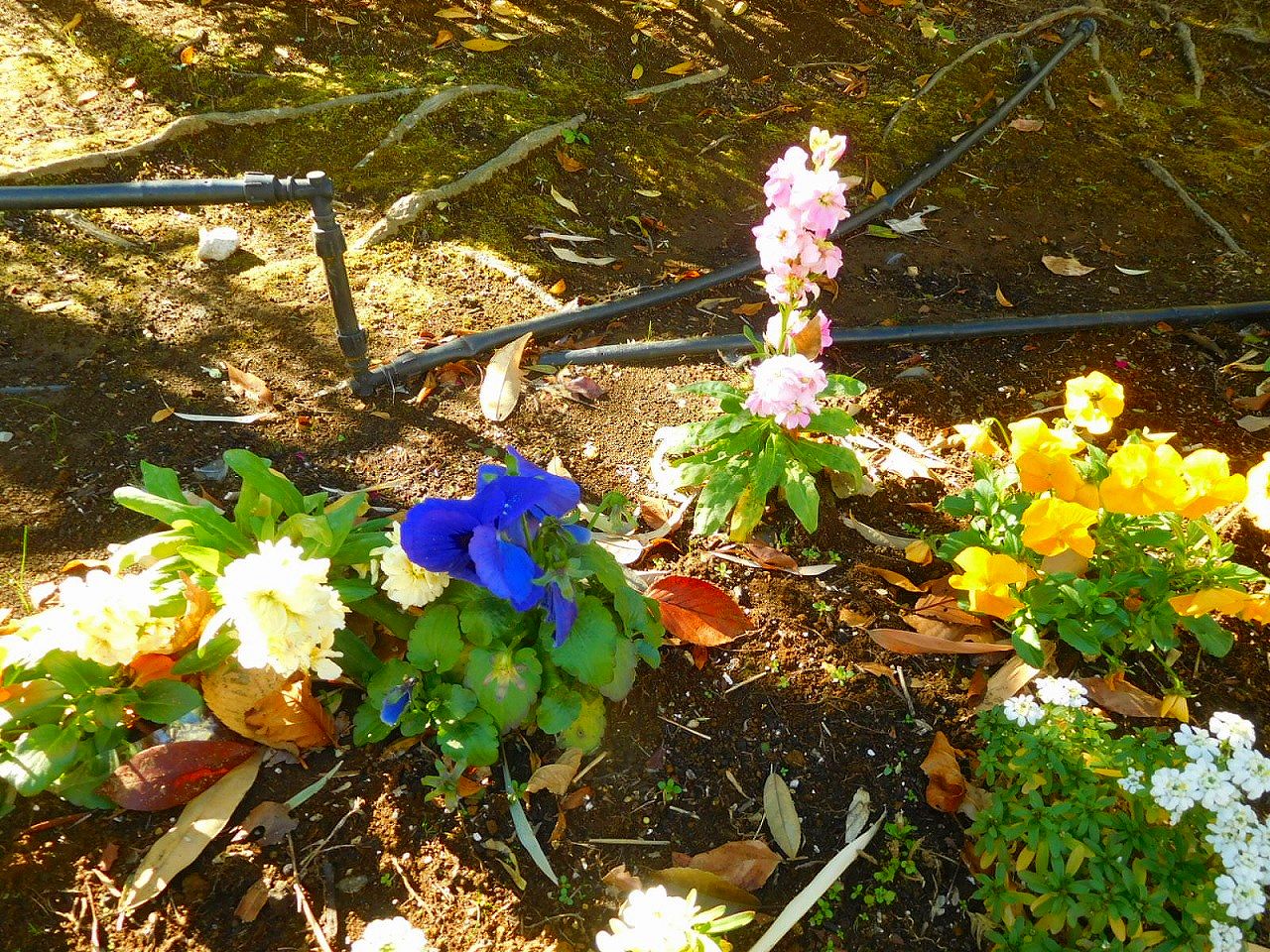 帰路の女坂下の花壇には花が咲き綺麗です