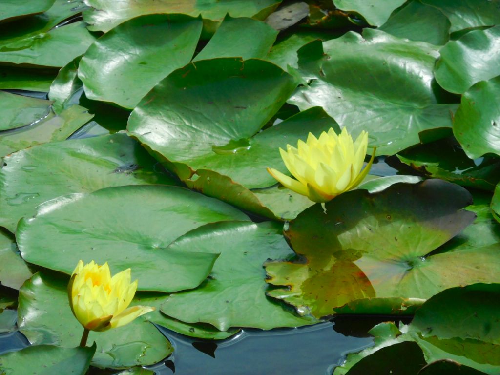 もえぎ野公園の池にはバンはいなくて睡蓮が咲いてました