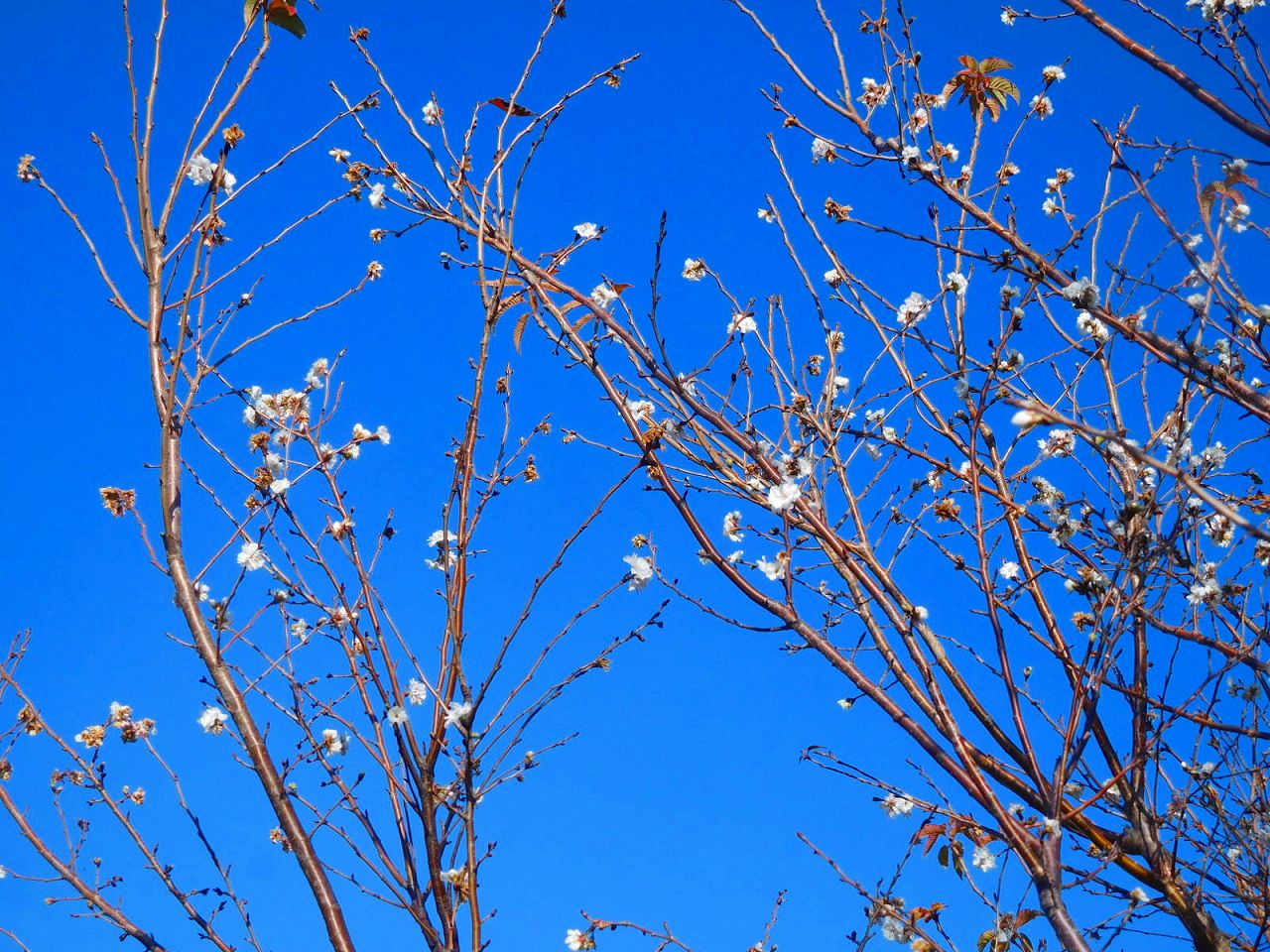 同上神社の桜　十月桜か？狂い咲なのですかね