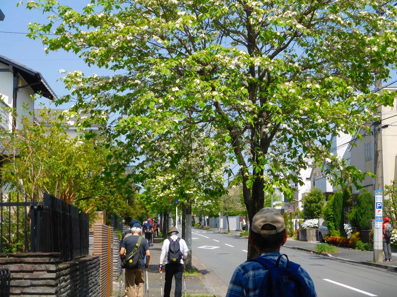 本日第一の目的の花　花水木街道を進みます