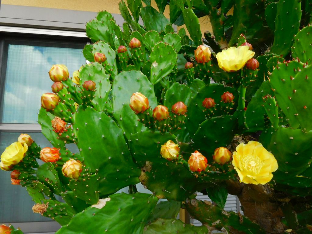 今年も一杯咲いていますサボテンの花