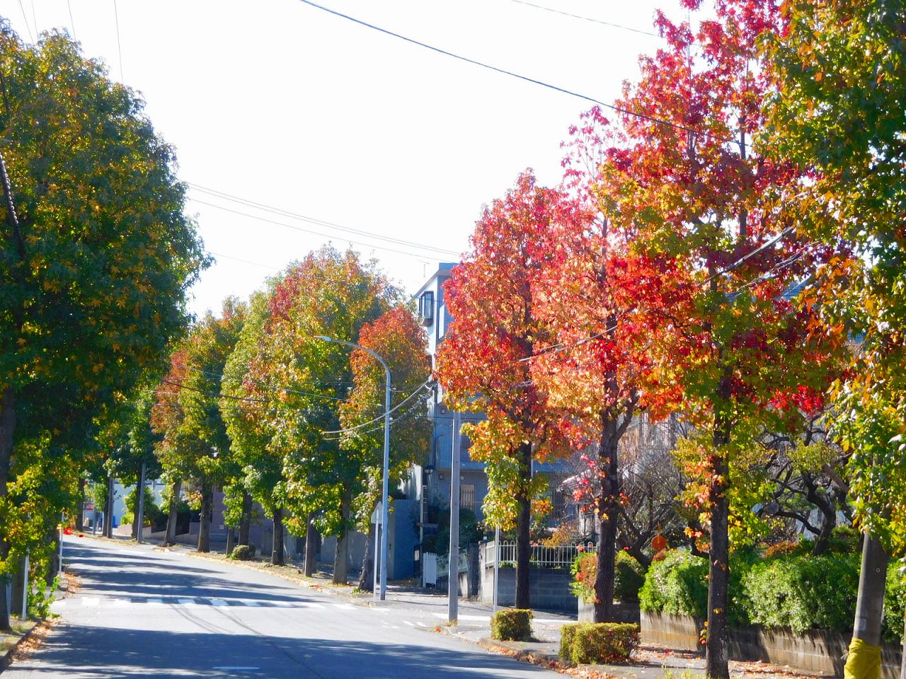 紅葉が始まっている街路樹