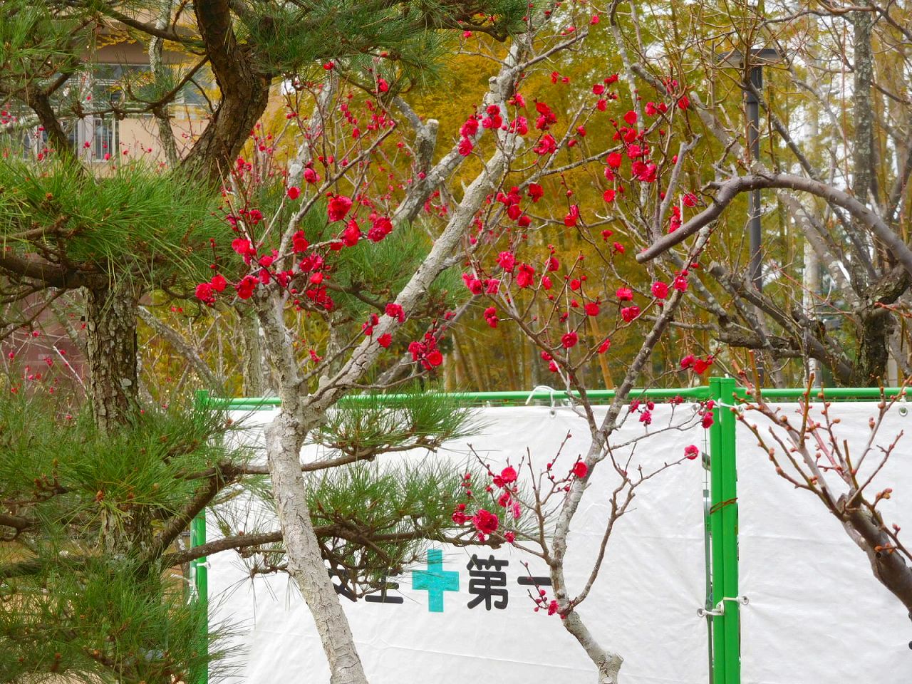 園内の紅梅は満開に近い