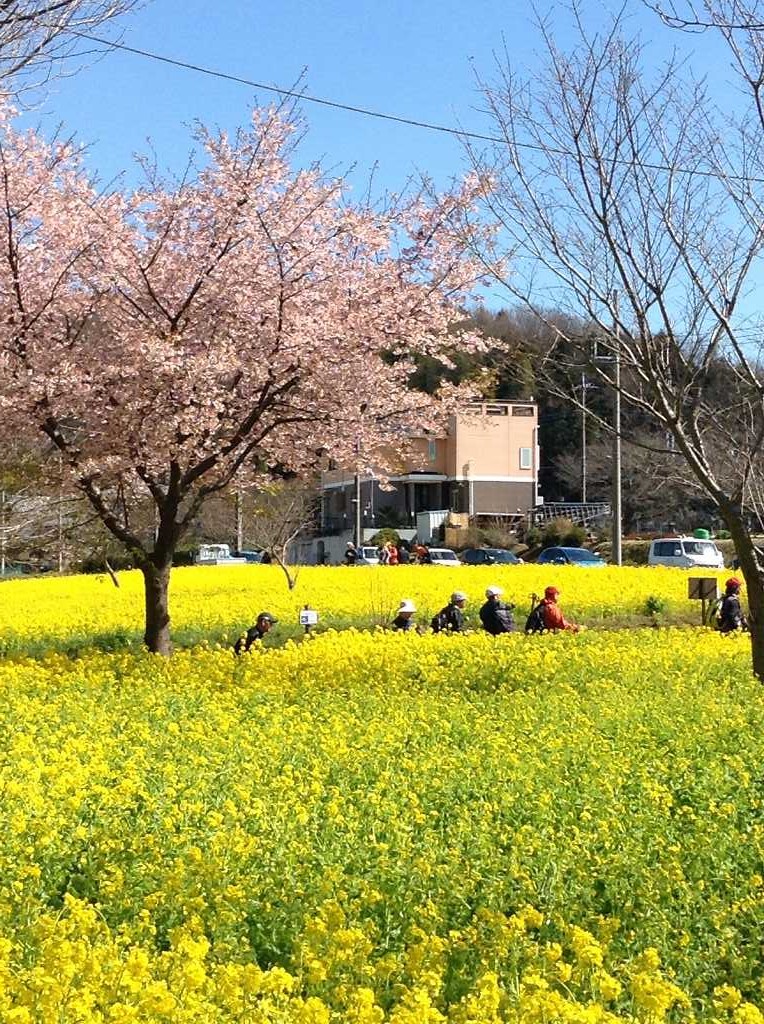 川和駅傍の菜の花と桜