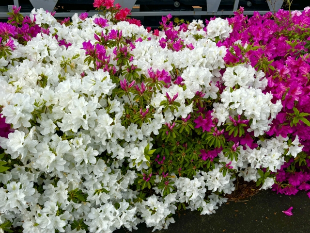 ツツジ【市の花】