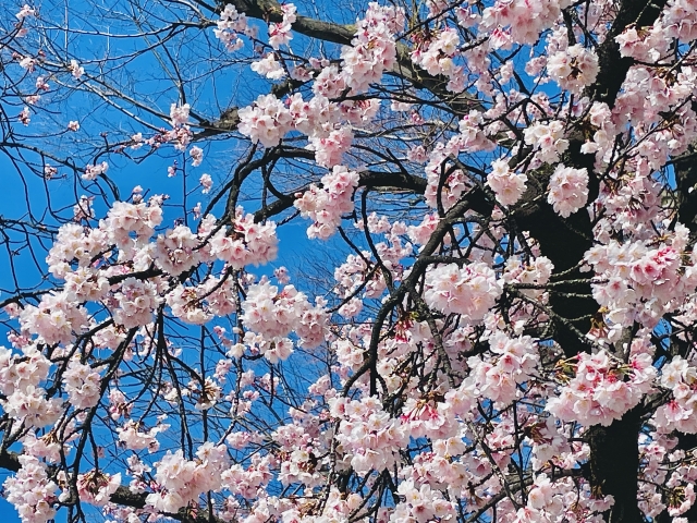 さくら【市の木】