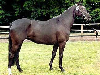 Kleeblütes Mutter die Elitestute Keep Cool von Sixtus - Kostolany