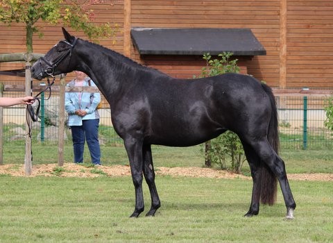 Tamina vom Elitehengst Axis