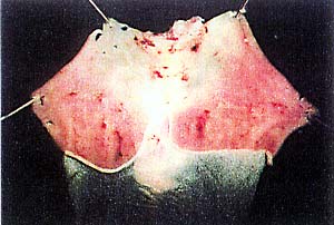 白樺樹液中の成分調査 Incalshipe ページ