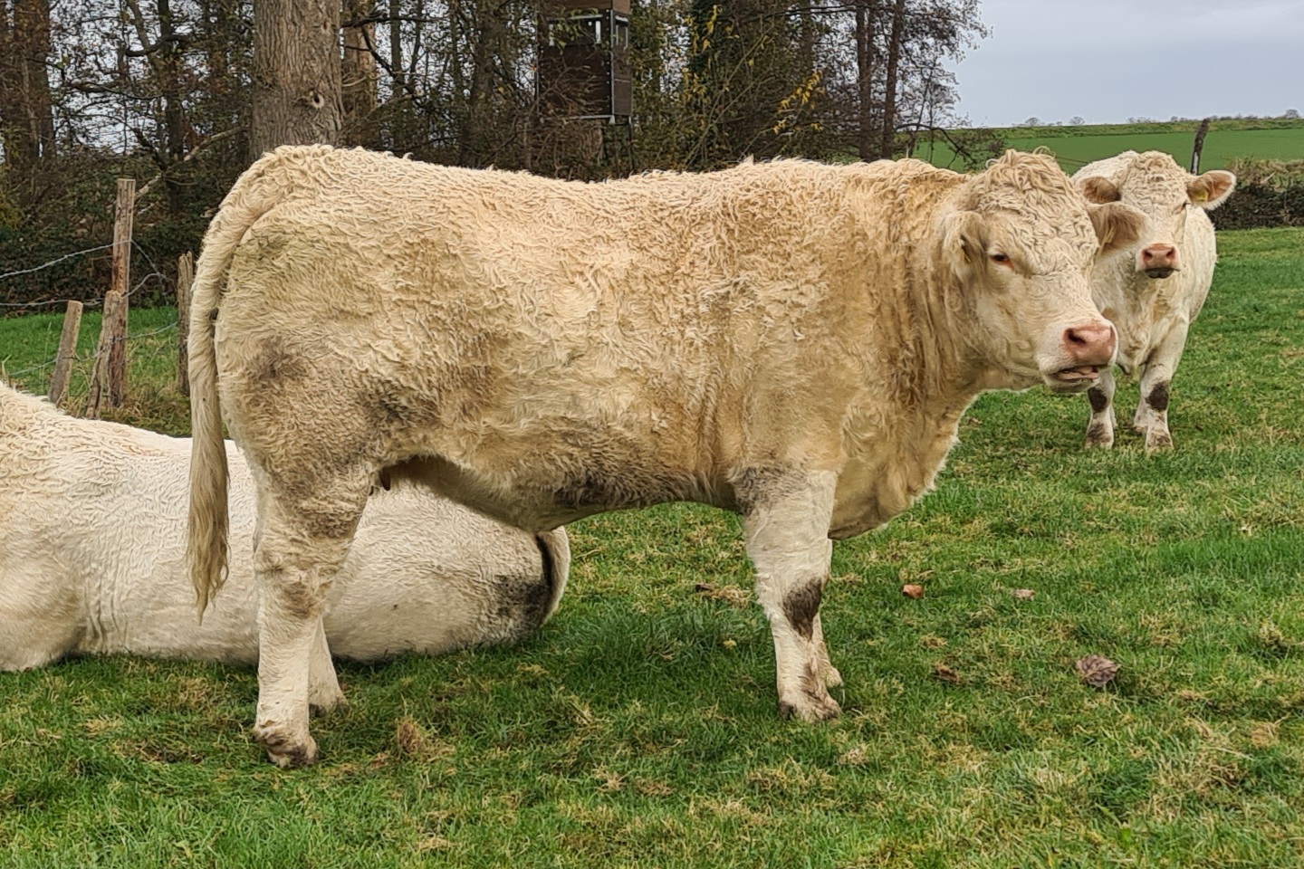 Charolaiszucht Genetisch Hornlose homozygote Charolais