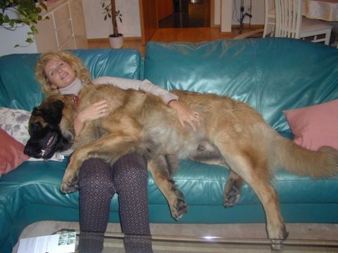 Raudi ein Leonberger 68kg schwer, verließ mich 2007