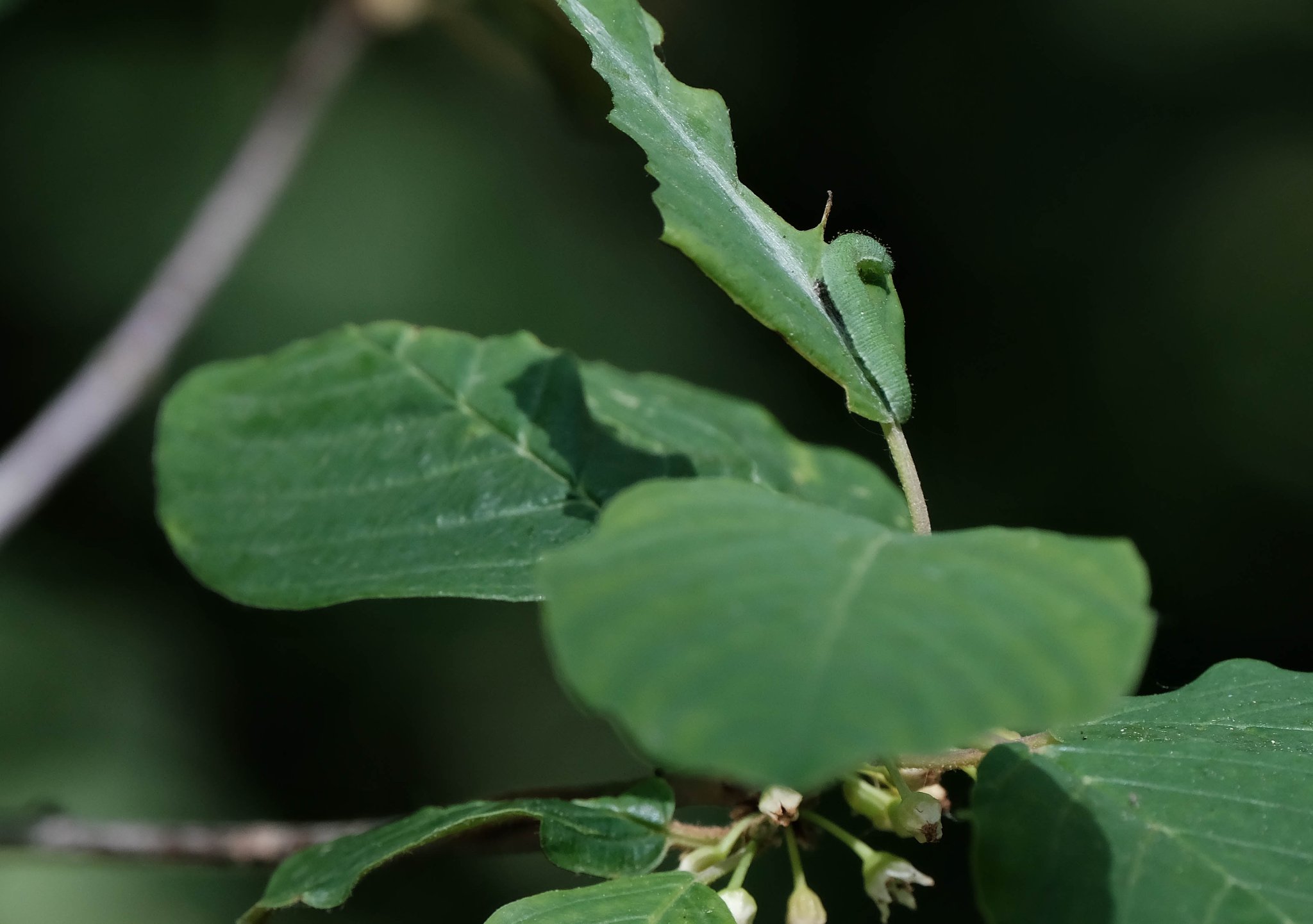 Gonepteryx rhamni chenille (photo A.Gibrat)