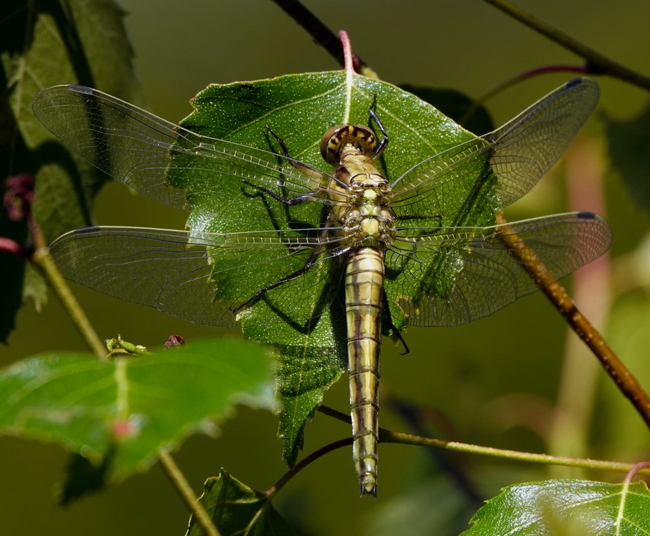 Orthetrum albistylum ténéral