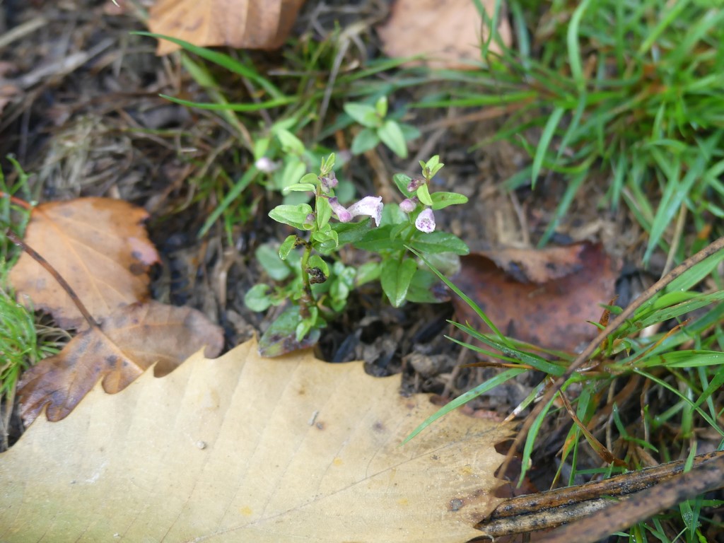 Petite scutellaire en fleurs