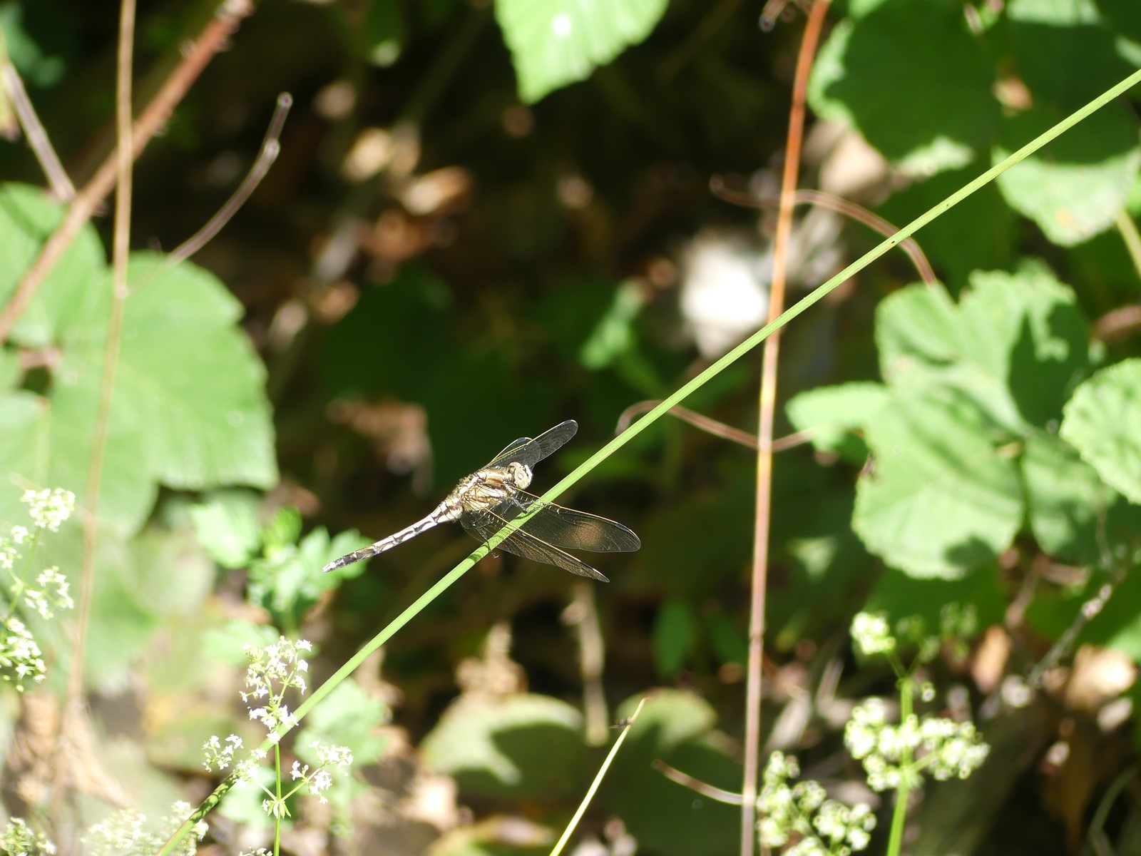 Orthetrum albistylum mâle immature