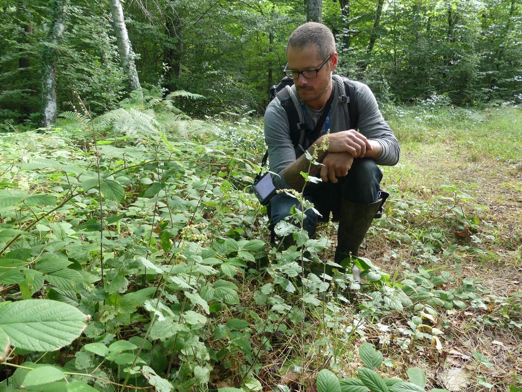 Germandrée scorodoine