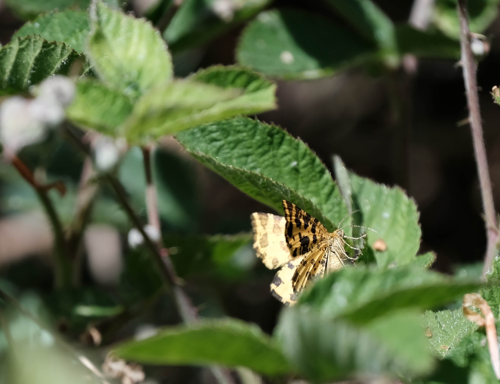 Pseudopanthera macularia (photo A.Gibrat)