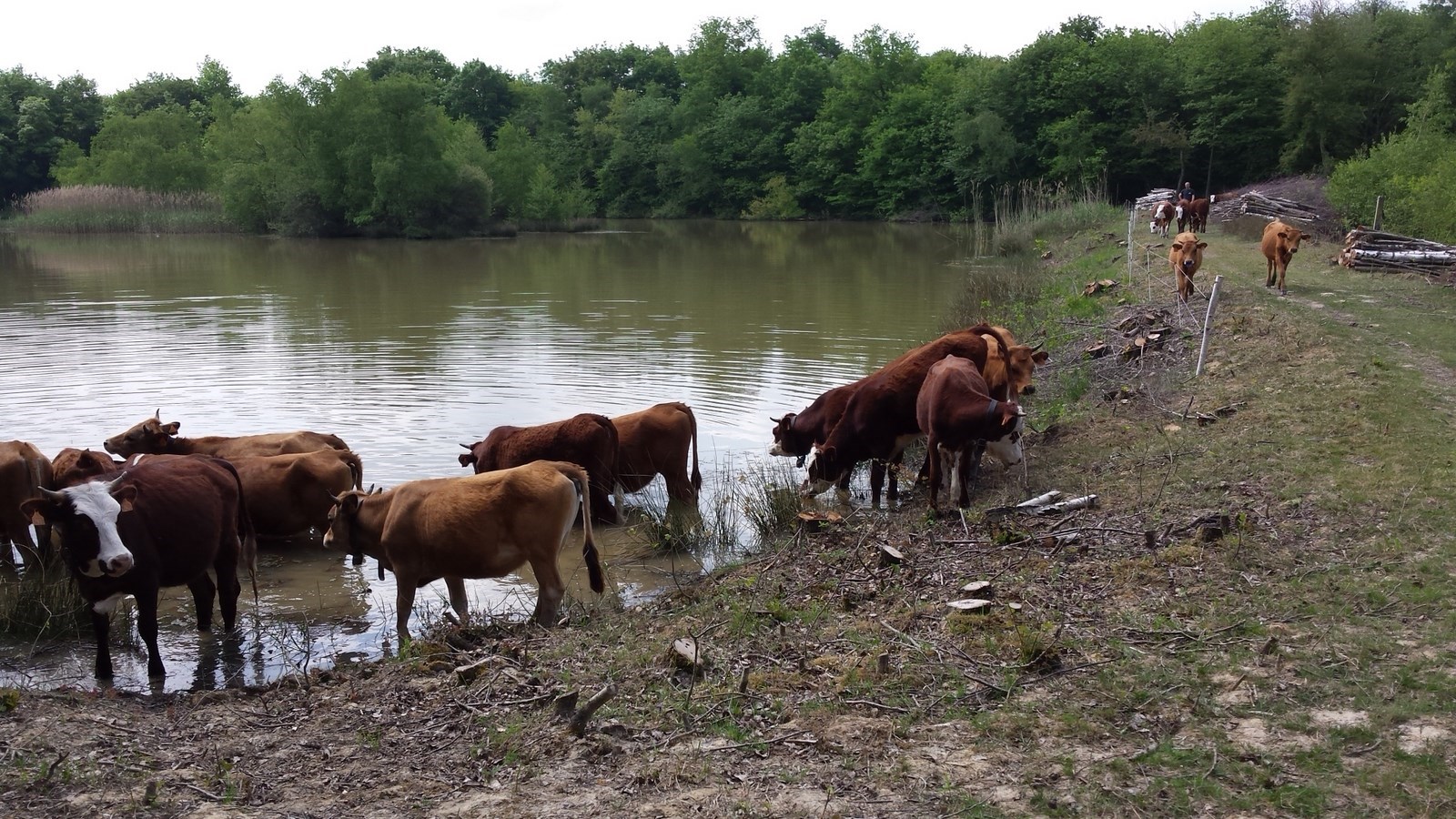 Les génisses à l'abreuvoir, printemps 2018