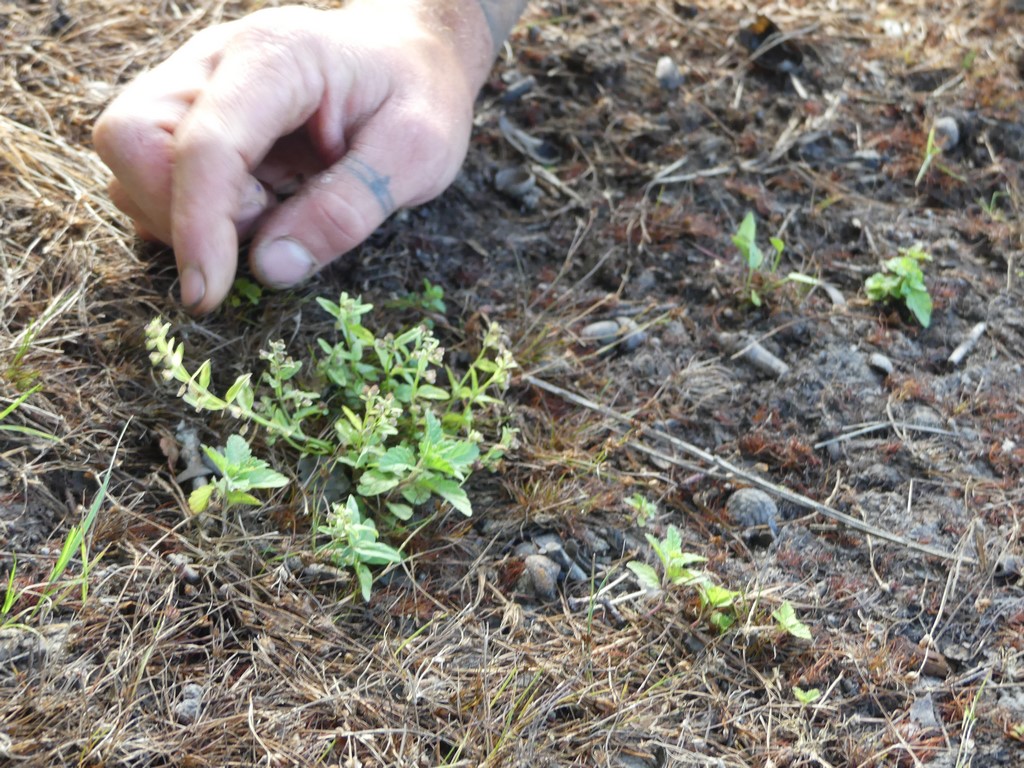 Lycopode d'Europe et petite scutellaire