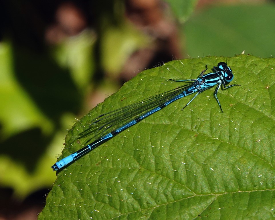 Coenagrion puella (agrion jouvencelle) mâle
