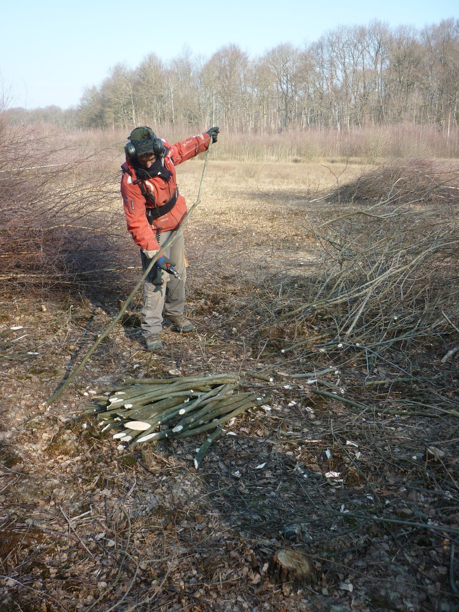 Prélèvements de boutures de Saule Cendré (Eco_Saule'ution)