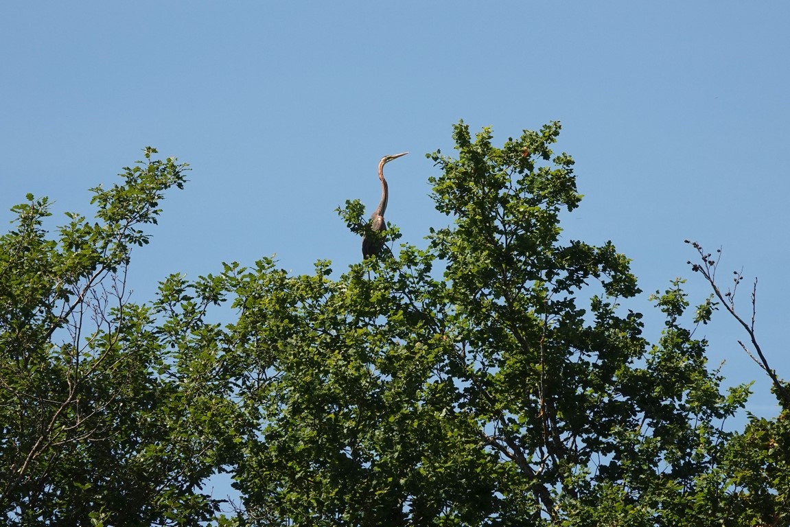 Il est vraiment majestueux ! Bon, mais ce n'est pas la sortie ornitho...