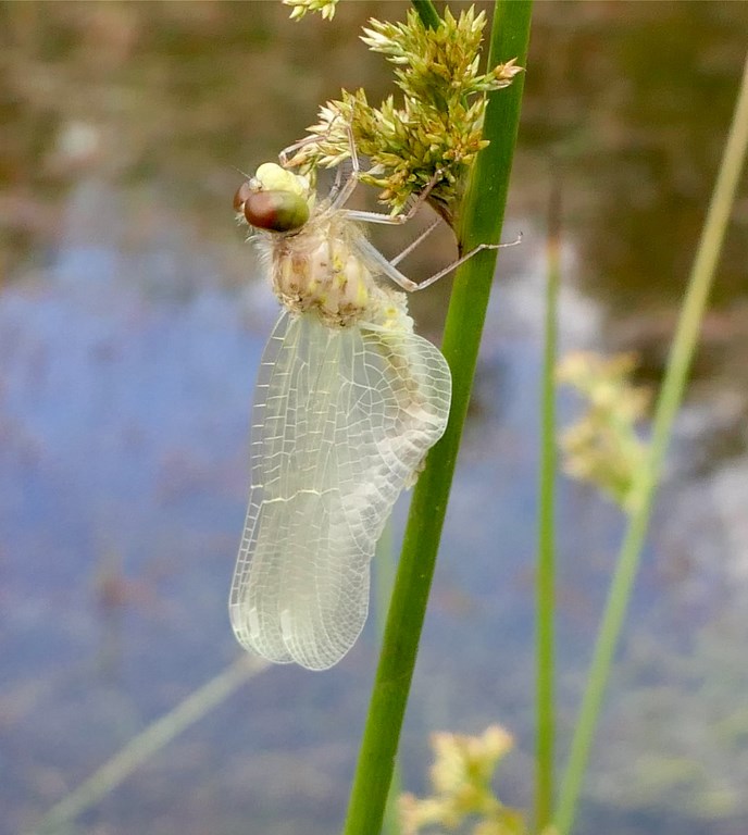 Emergence de leucorrhine. Photo JMFaton