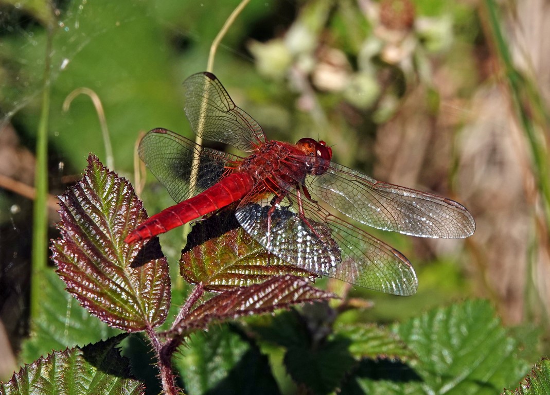 Crocothemis erythrea (C. écarlate) mâle