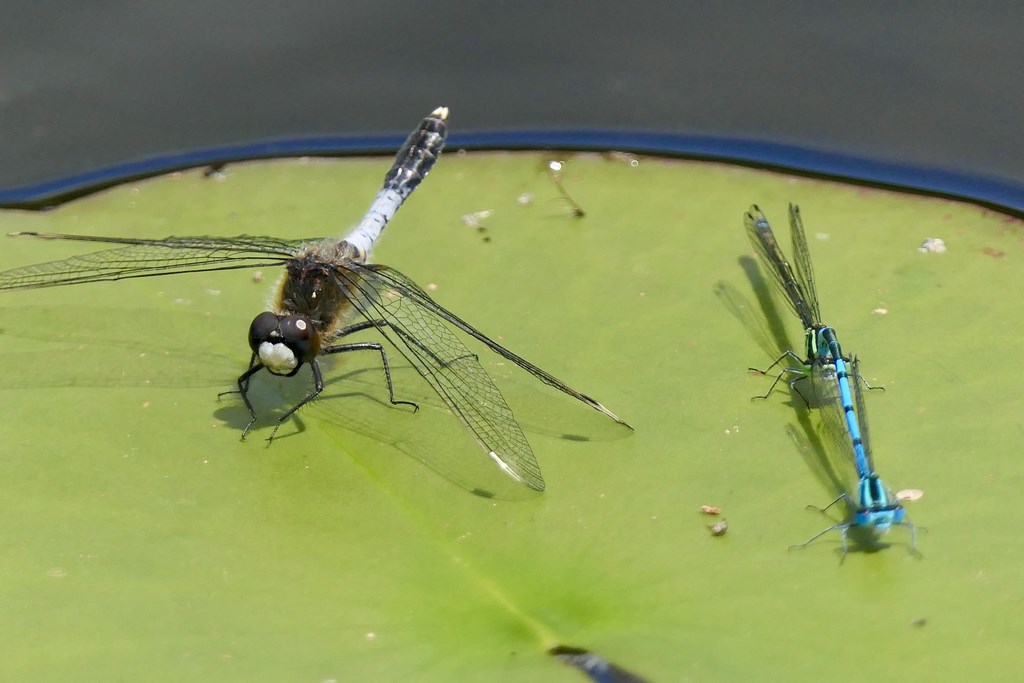 Leucorrhina Caudalis mâle et couple de Coenagrion Puella. Photo JMFaton