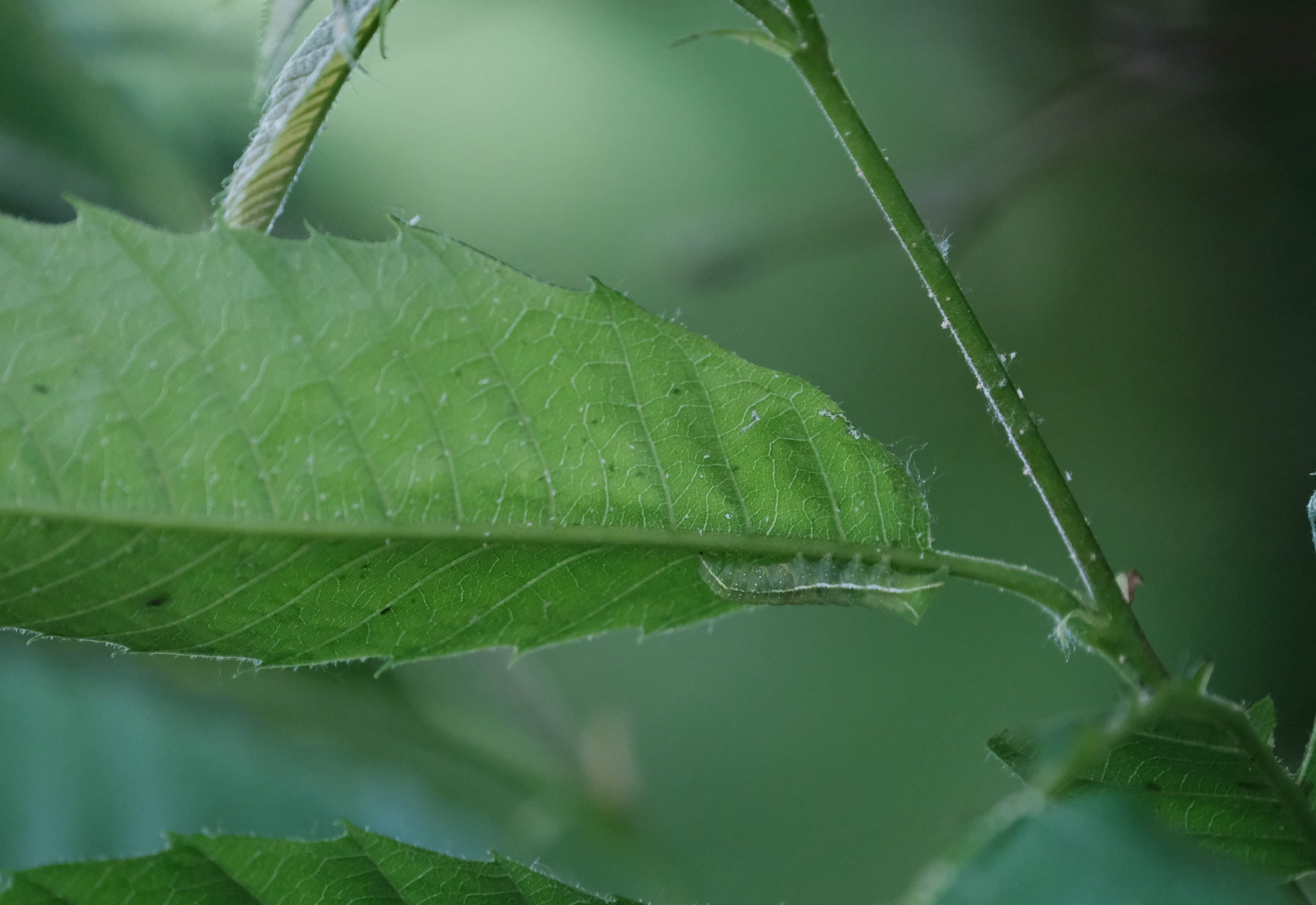 Amphipyra pyramidea chenille (photo A.Gibrat)