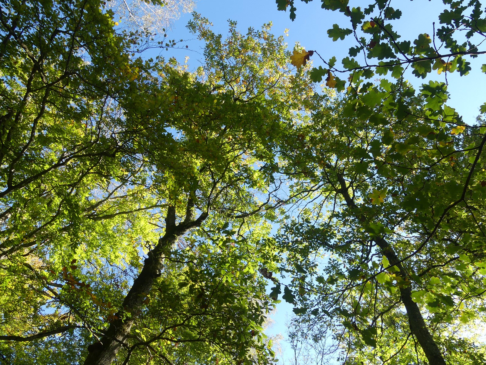 Avoir le vertige en contemplant la cime des arbres...