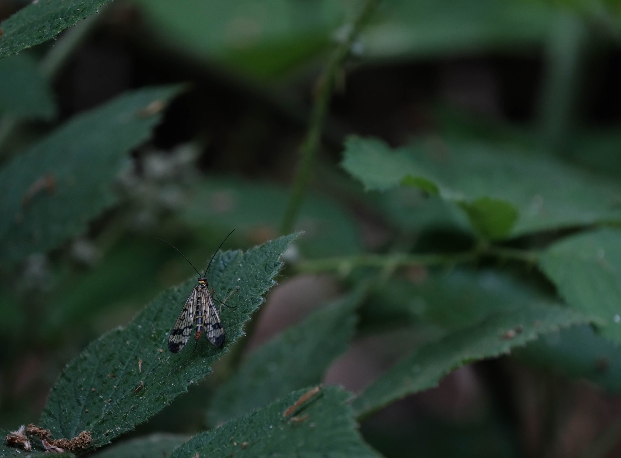 Panorpa communis ou Mouche scorpion (photo A.Gibrat)