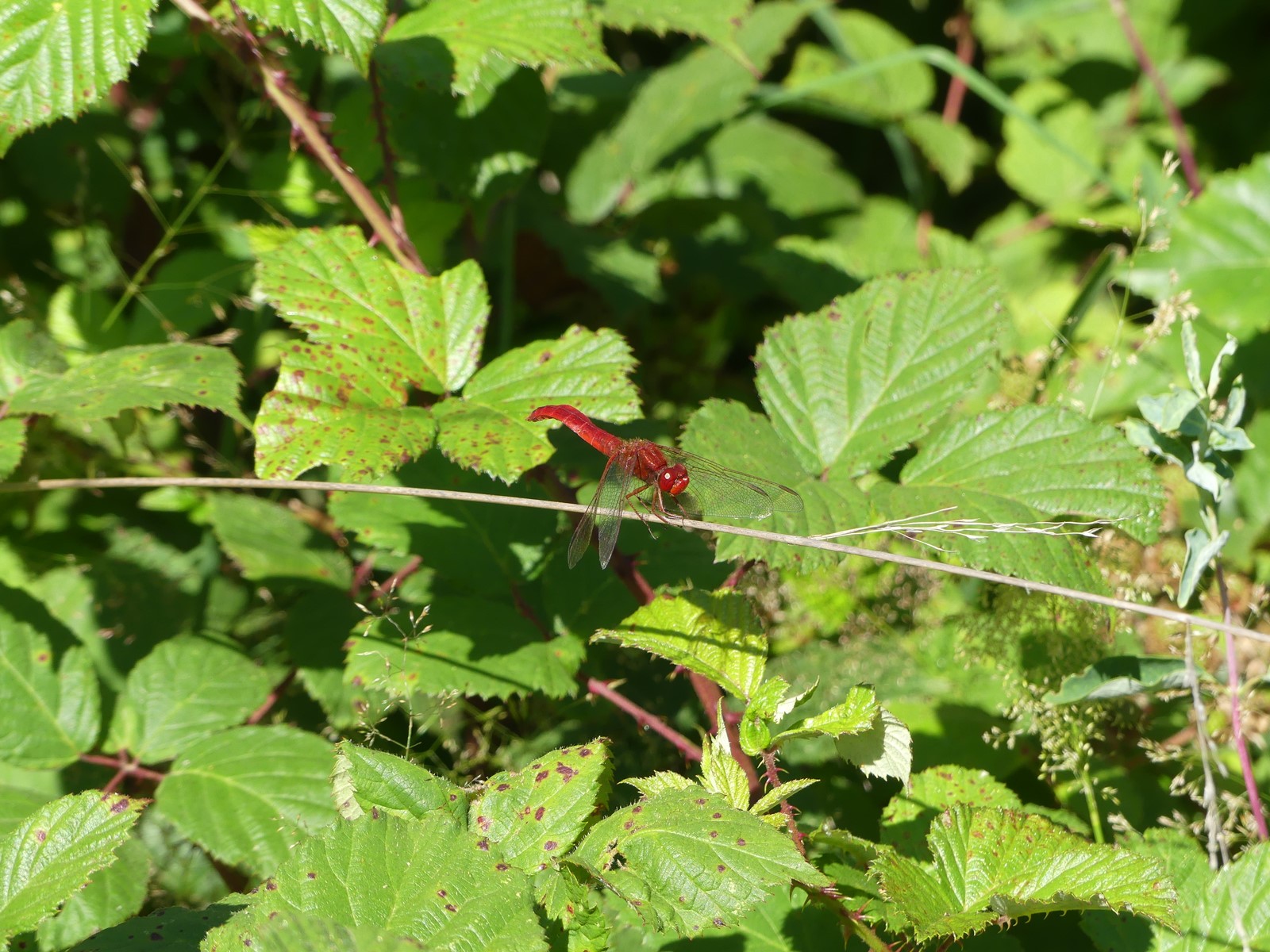 Crocothemis erythraea mâle