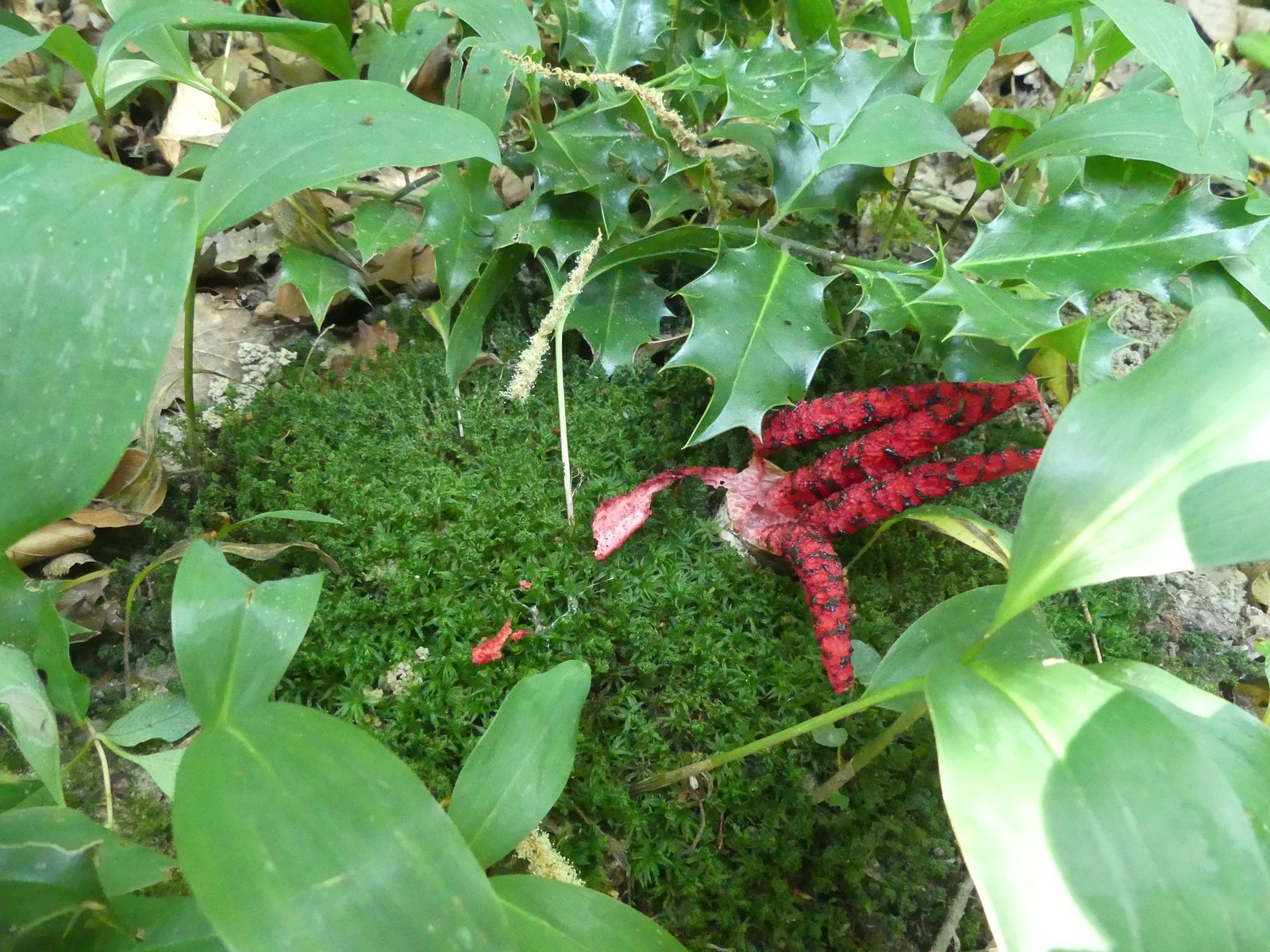 Clathre d'Archer (Clathrus archeri)