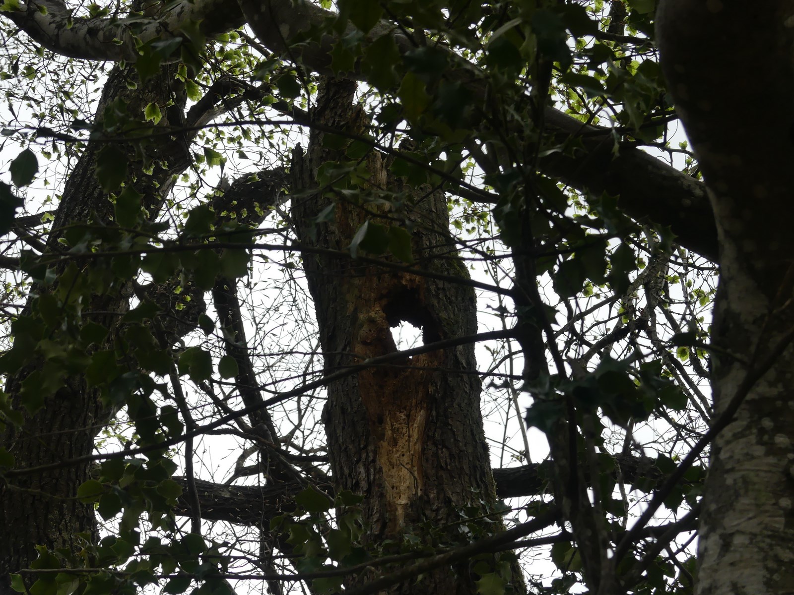 Trou de pic noir transperçant l'arbre (photo Amélie Gibrat)