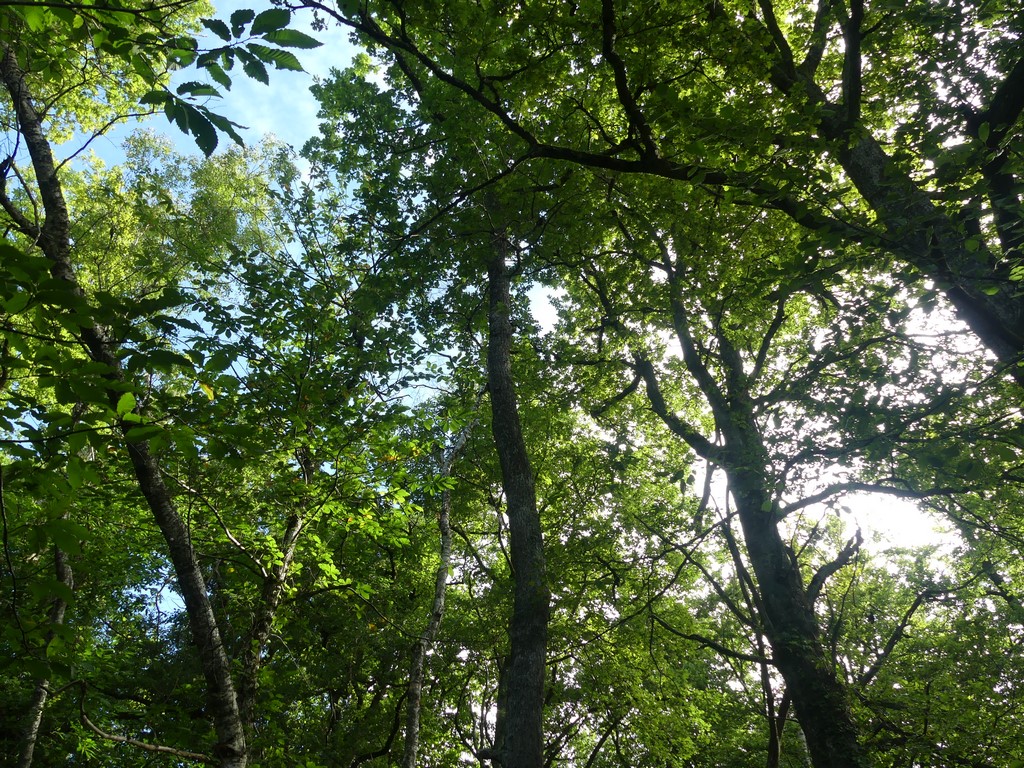 Chênes sessiles(Quercus petraea)