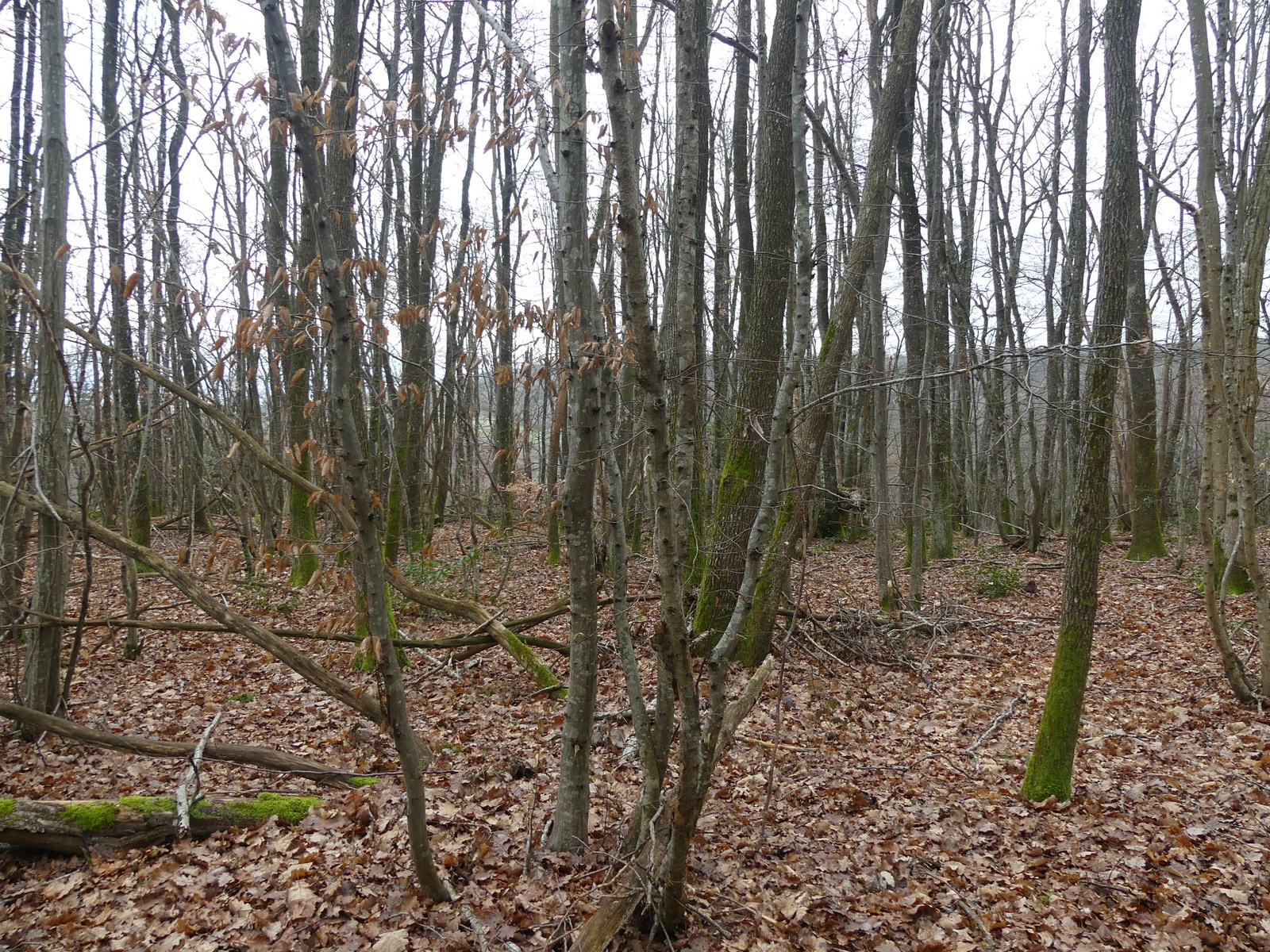 La forêt bien vivante et l'énergie qu'elle dégage...