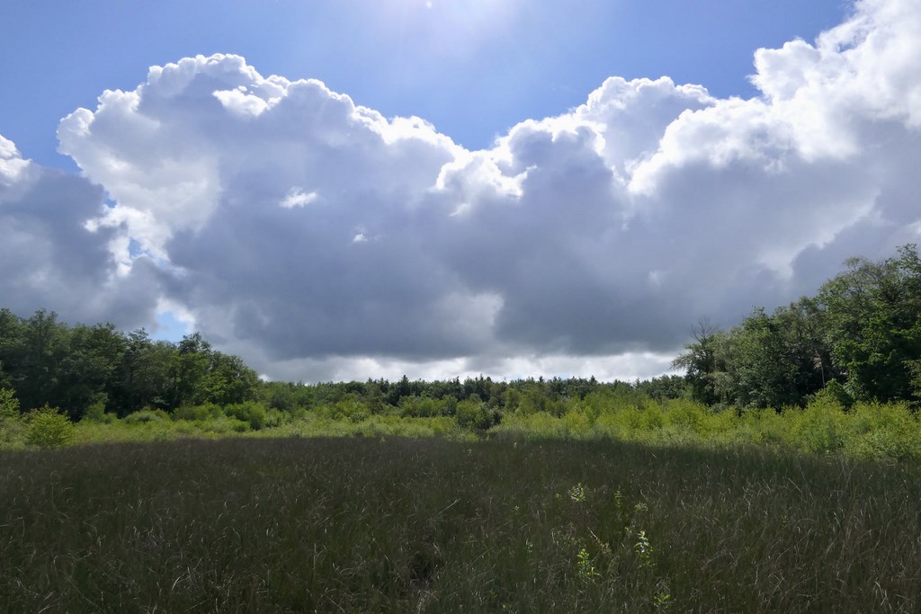 Etang du Grand Albert qui attend sa remise en eau. Photo JMFaton