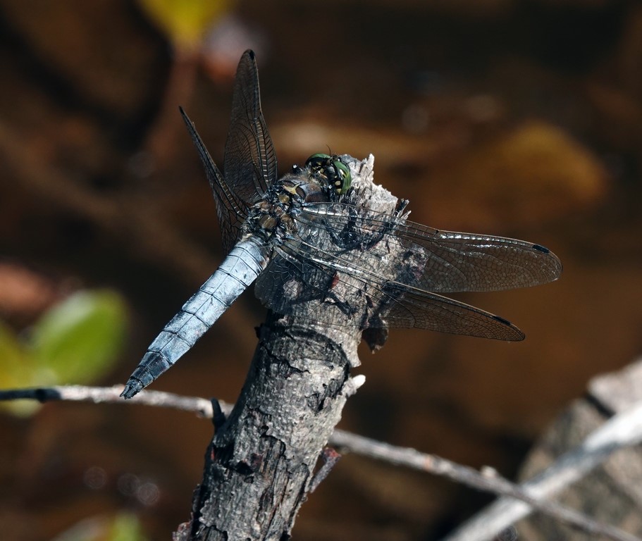 Orthetrum cancellatum (O. réticulé) mâle