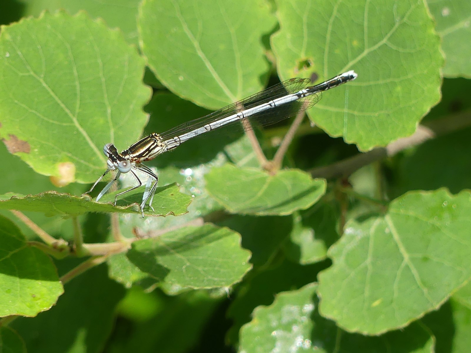 platicnemis pennipes femelle