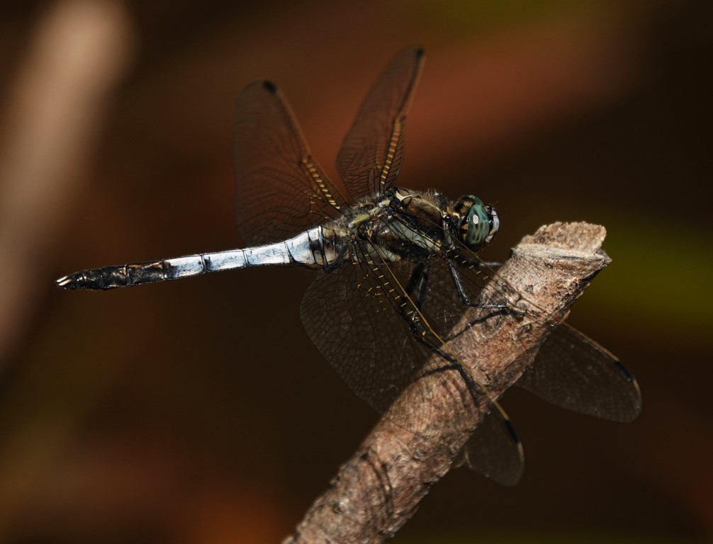Orthetrum albistylum (O. à stylets blancs) mâle