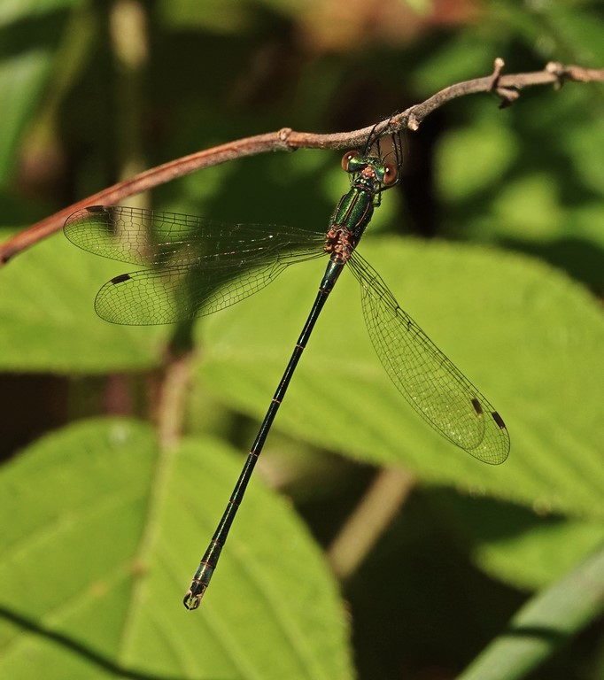 Lestes sponsa (leste fiancé) mâle ténéral