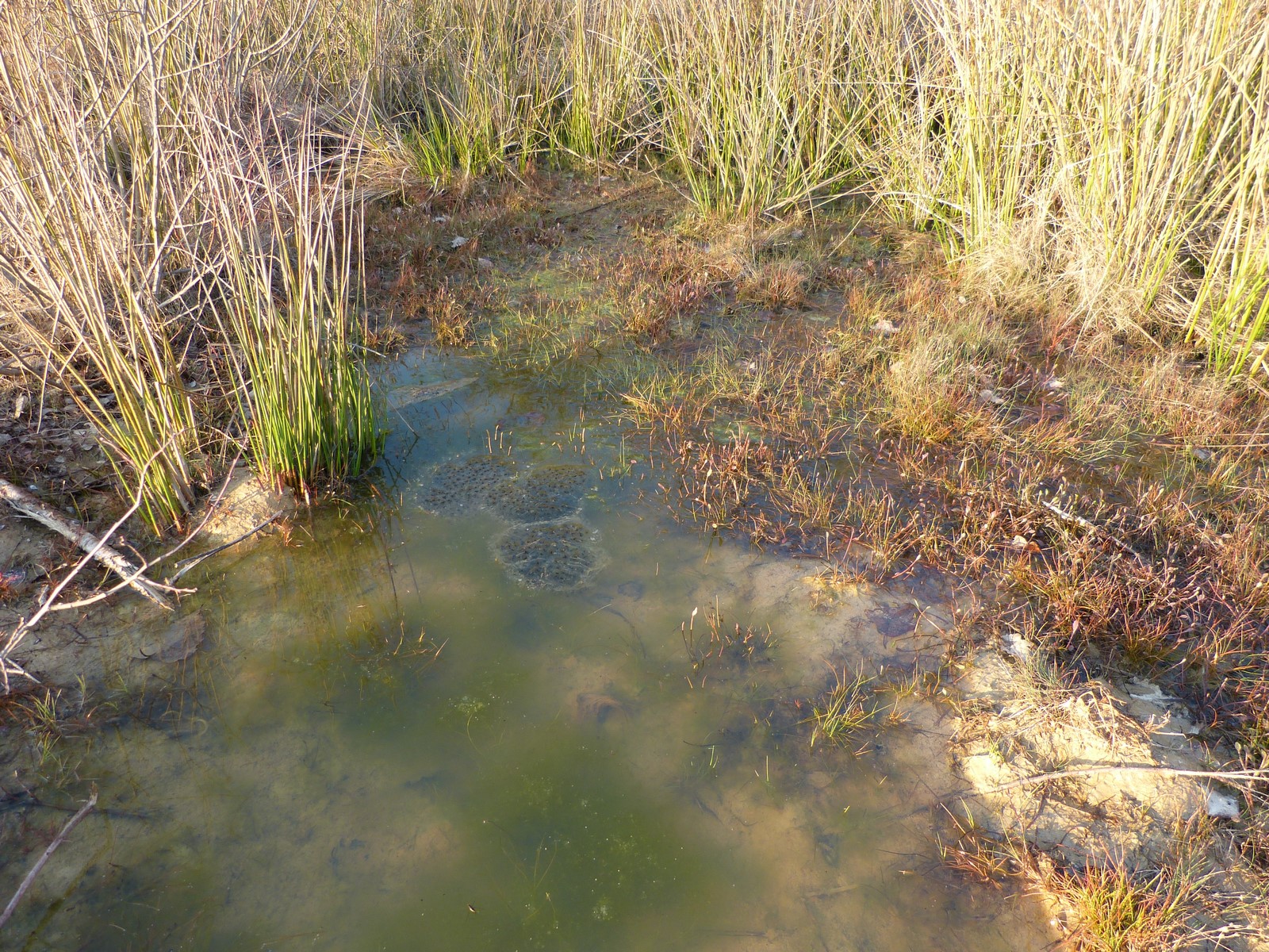Pontes de grenouille dans une flaque !